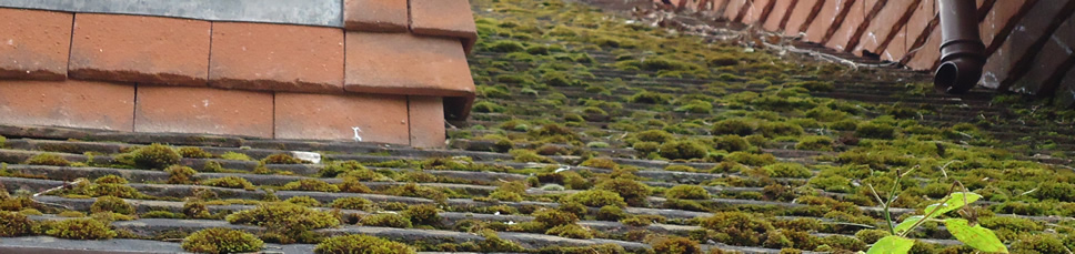 Surrey Hills Roofing - Moss Removal